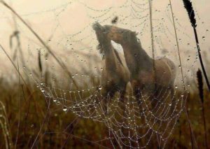 120539543 10218460173677049 138748323184349923 n